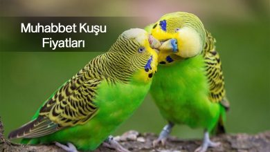 Muhabbet Kuşu Fiyatları