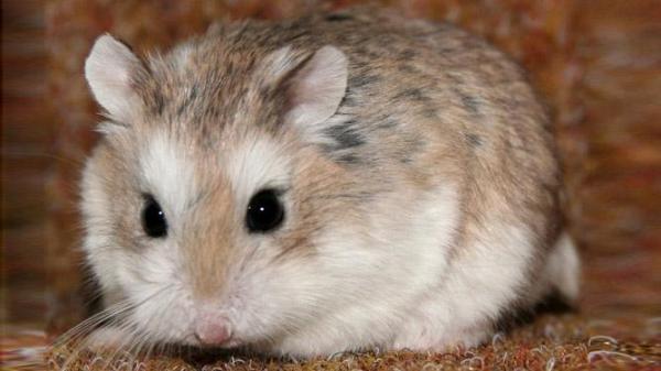 Roborovski Hamster