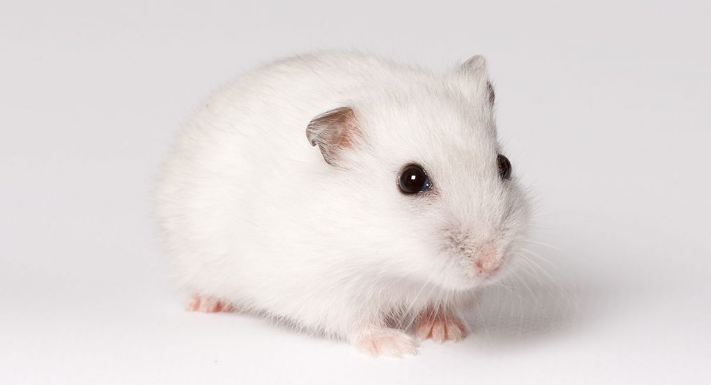 Winter White Hamster