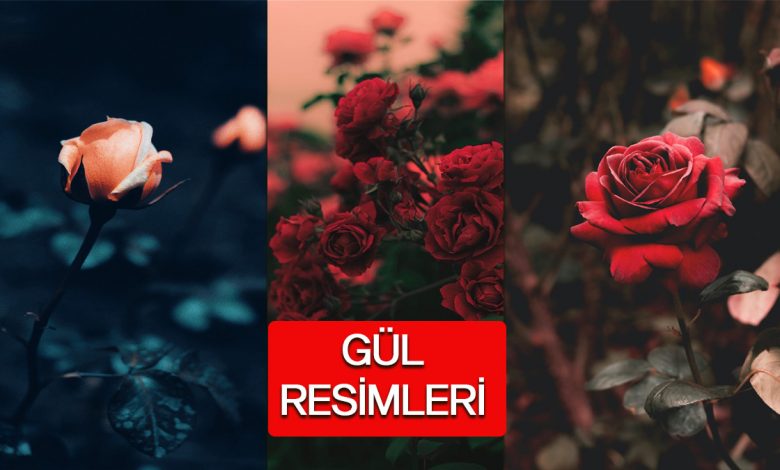 Gül Resimleri