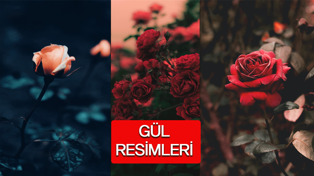 Gül Resimleri