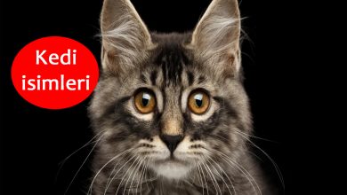 kedi isimleri