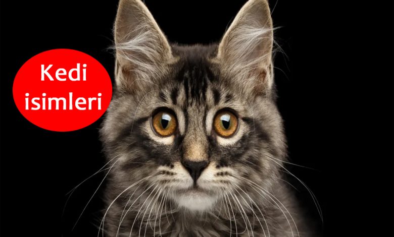 kedi isimleri