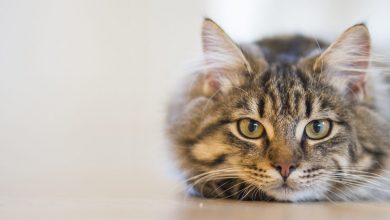 Kedim Yemek Yemiyor ve Halsiz