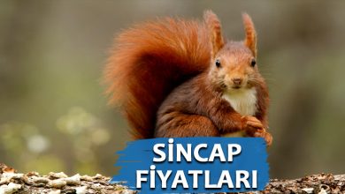 Satılık Sincap Fiyatları