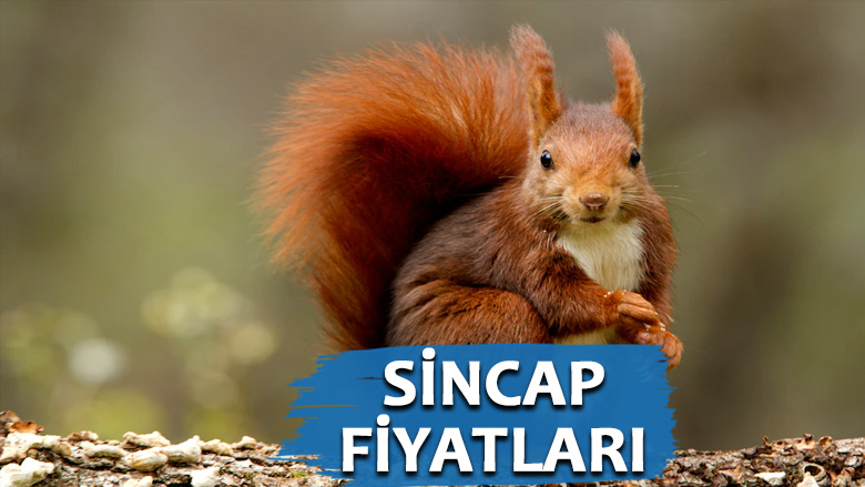 Satılık Sincap Fiyatları