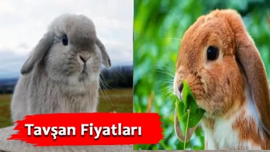 Tavşan Fiyatları