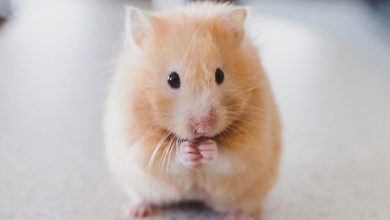 Hamster İsimleri