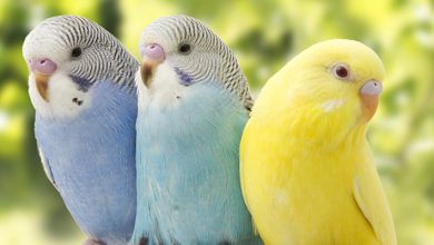 Muhabbet Kuşu isimleri