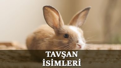 Tavşan İsimleri