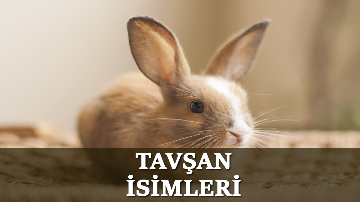 Tavşan İsimleri