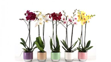 Orkide Bakımı Nasıl Yapılır