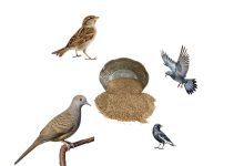 Kuşlar Çiğ Bulgur Yer mi