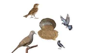 Kuşlar Çiğ Bulgur Yer mi